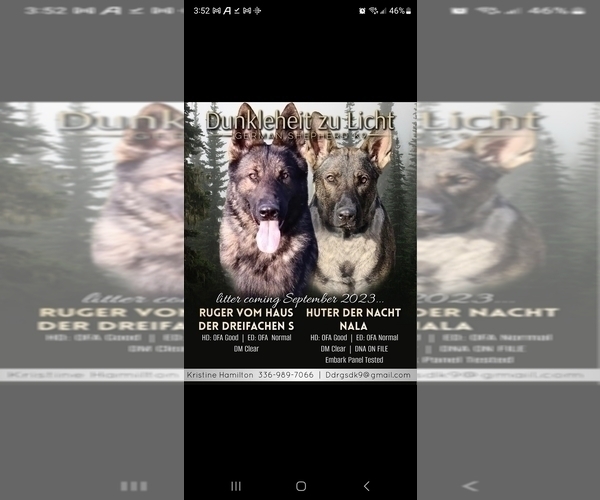 Medium Photo #1  Breeder Profile in HIGH POINT, NC, USA