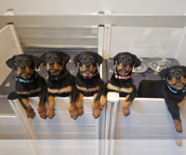 Medium Photo #1  Breeder Profile in O FALLON, MO, USA