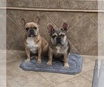 Small breeder photo