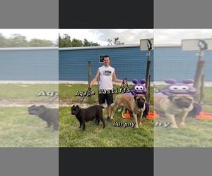 Cane Corso Dog Breeder near MORRISTON, FL, USA