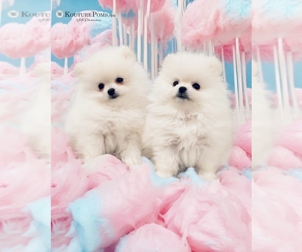 Medium Photo #25  Breeder Profile in CHARLOTTE, NC, USA