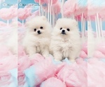Small #24 Breeder Profile image