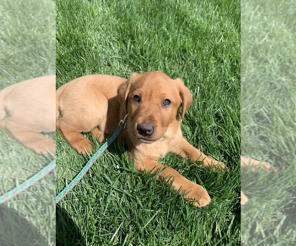 Medium Photo #1  Breeder Profile in LOUISVILLE, KY, USA