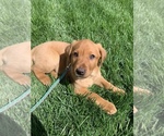 Small breeder photo