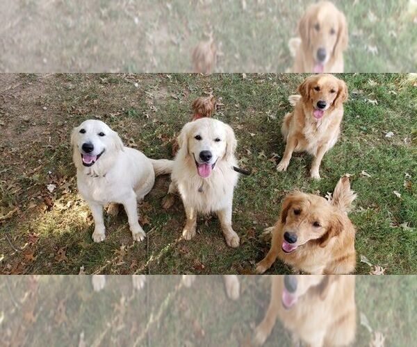 Adult golden retrievers for sale indiana