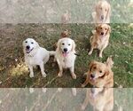 Small breeder photo