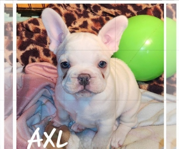 Medium Photo #13  Breeder Profile in BAKER CITY, OR, USA