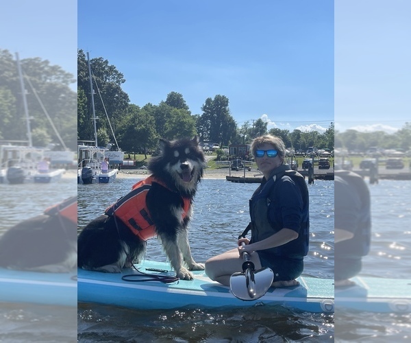 Medium Photo #11  Breeder Profile in FREDERICK, MD, USA