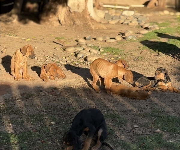 Medium Photo #4  Breeder Profile in FRESNO, CA, USA