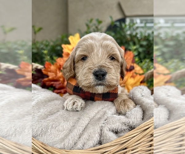 Medium Photo #12  Breeder Profile in BAKERSFIELD, CA, USA