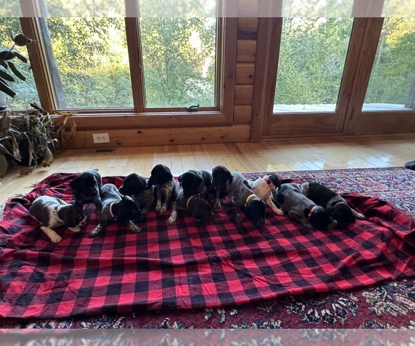 Medium Photo #14  Breeder Profile in BOONVILLE, IN, USA