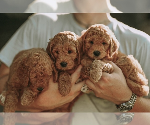 Medium Photo #10  Breeder Profile in FLAT ROCK, NC, USA