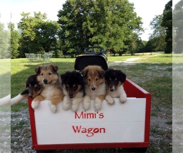 Medium Photo #1  Breeder Profile in SEDALIA, MO, USA