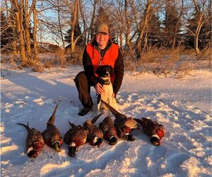 English Springer Spaniel Dog Breeder near LITCHFIELD, MN, USA