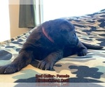 Small #26 Breeder Profile image