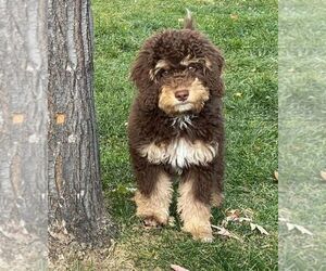 Bernedoodle (Miniature) Dog Breeder near LONGMONT, CO, USA