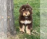 Small breeder photo