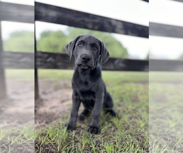 Medium Photo #11  Breeder Profile in MORGAN, TX, USA