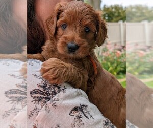 Miniature Labradoodle Dog Breeder near SYCAMORE, IL, USA
