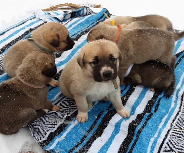 Medium Photo #1  Breeder Profile in STRASBURG, CO, USA