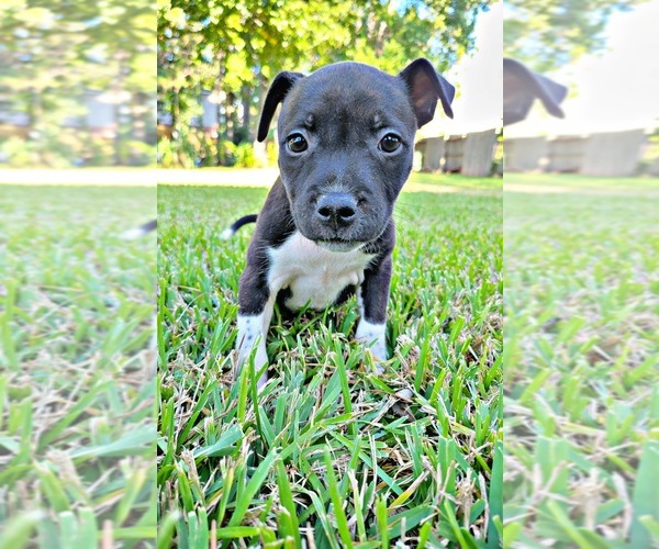 Medium Photo #17  Breeder Profile in HOUSTON, TX, USA