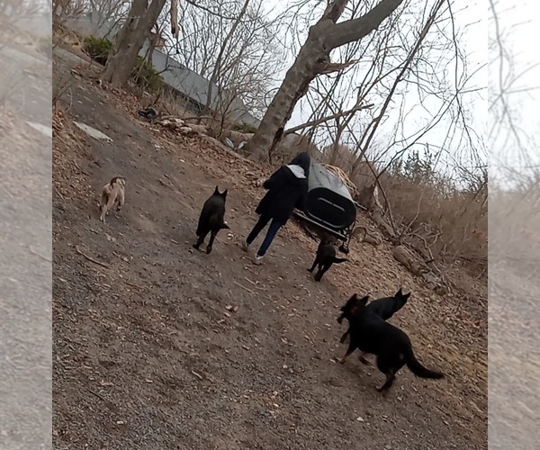 Medium Photo #7  Breeder Profile in MIDDLETOWN, CT, USA