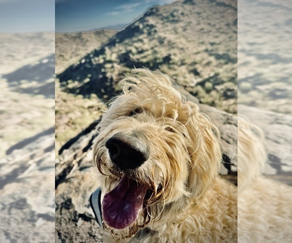 Medium Photo #2  Breeder Profile in TOLLESON, AZ, USA
