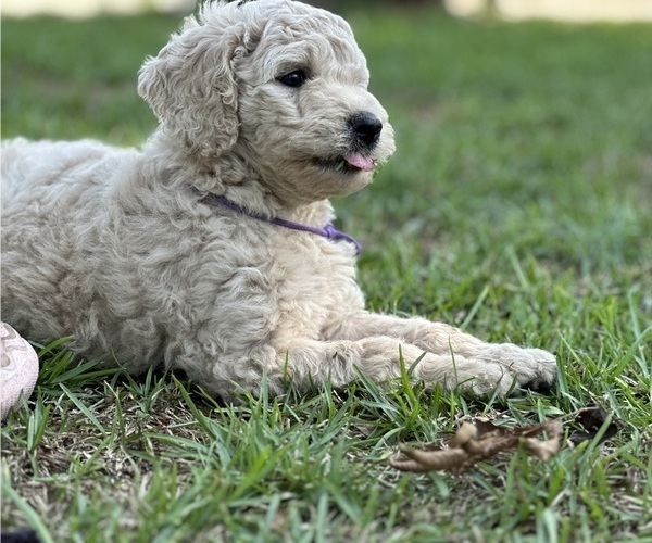 Medium Photo #4  Breeder Profile in MILLRY, AL, USA