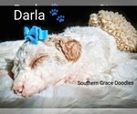 Small #128 Breeder Profile image