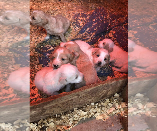 Medium Photo #1  Breeder Profile in FAYETTEVILLE, GA, USA