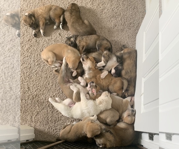 Medium Photo #1  Breeder Profile in TRENTON, OH, USA