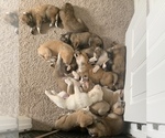 Small breeder photo