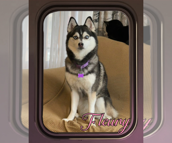 Medium Photo #10  Breeder Profile in VENUS, PA, USA