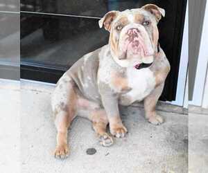 English Bulldog Dog Breeder near NEW LEBANON, OH, USA