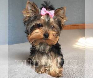 Main photo of Yorkshire Terrier Dog Breeder near Kyiv, Kyiv City, Ukraine