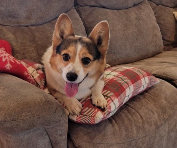 Medium Photo #26  Breeder Profile in AMERICUS, KS, USA