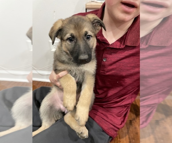 Medium Photo #9  Breeder Profile in MADISON HEIGHTS, VA, USA