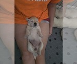 Small Photo #10  Breeder Profile in JENISON, MI, USA