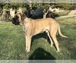 Small #1 Breeder Profile image