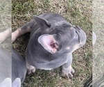 Small Photo #6  Breeder Profile in PIERCE CITY, MO, USA