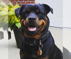 Main photo of Rottweiler Dog Breeder near HAUBSTADT, IN, USA