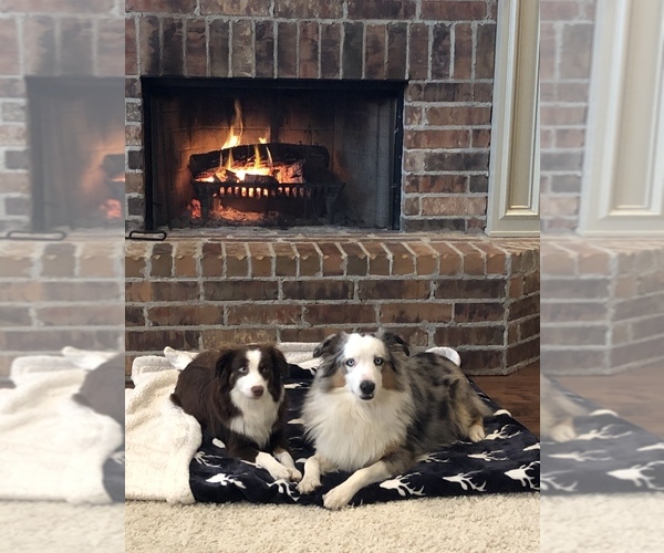 Medium Photo #1  Breeder Profile in LUBBOCK, TX, USA