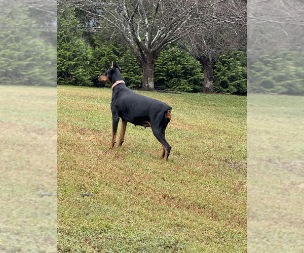 Medium Photo #8  Breeder Profile in HUNTSVILLE, AL, USA