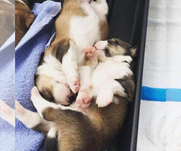 Medium Photo #1  Breeder Profile in DANVILLE, KY, USA