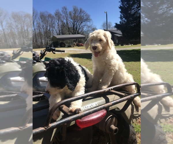 Medium Photo #15  Breeder Profile in WESTMINSTER, SC, USA