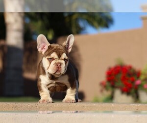 French Bulldog Dog Breeder in JURUPA VALLEY,  USA