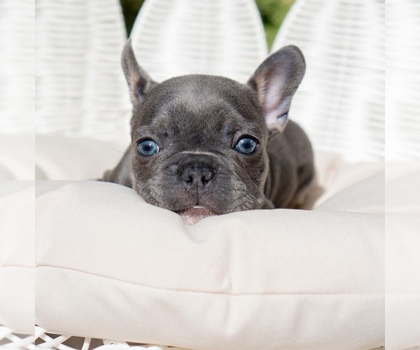 Medium Photo #12  Breeder Profile in IRVINE, CA, USA