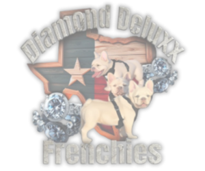 Bulldog Dog Breeder near BURLESON, TX, USA