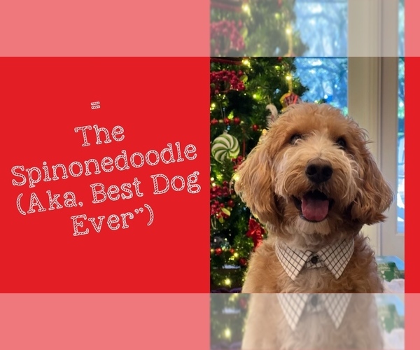 Medium Photo #9  Breeder Profile in CLEVELAND, OH, USA