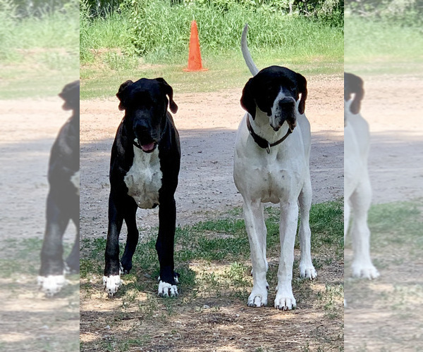 Medium Photo #4  Breeder Profile in ORR, MN, USA